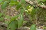 Yellow buckeye